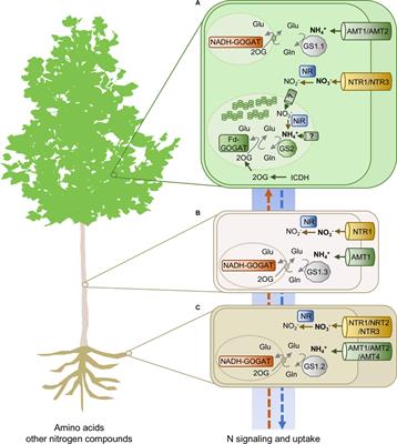 Nitrogen Metabolism and Biomass Production in Forest Trees